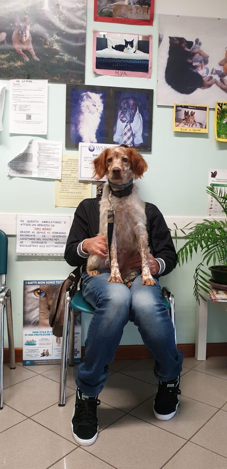 Cane orecchie