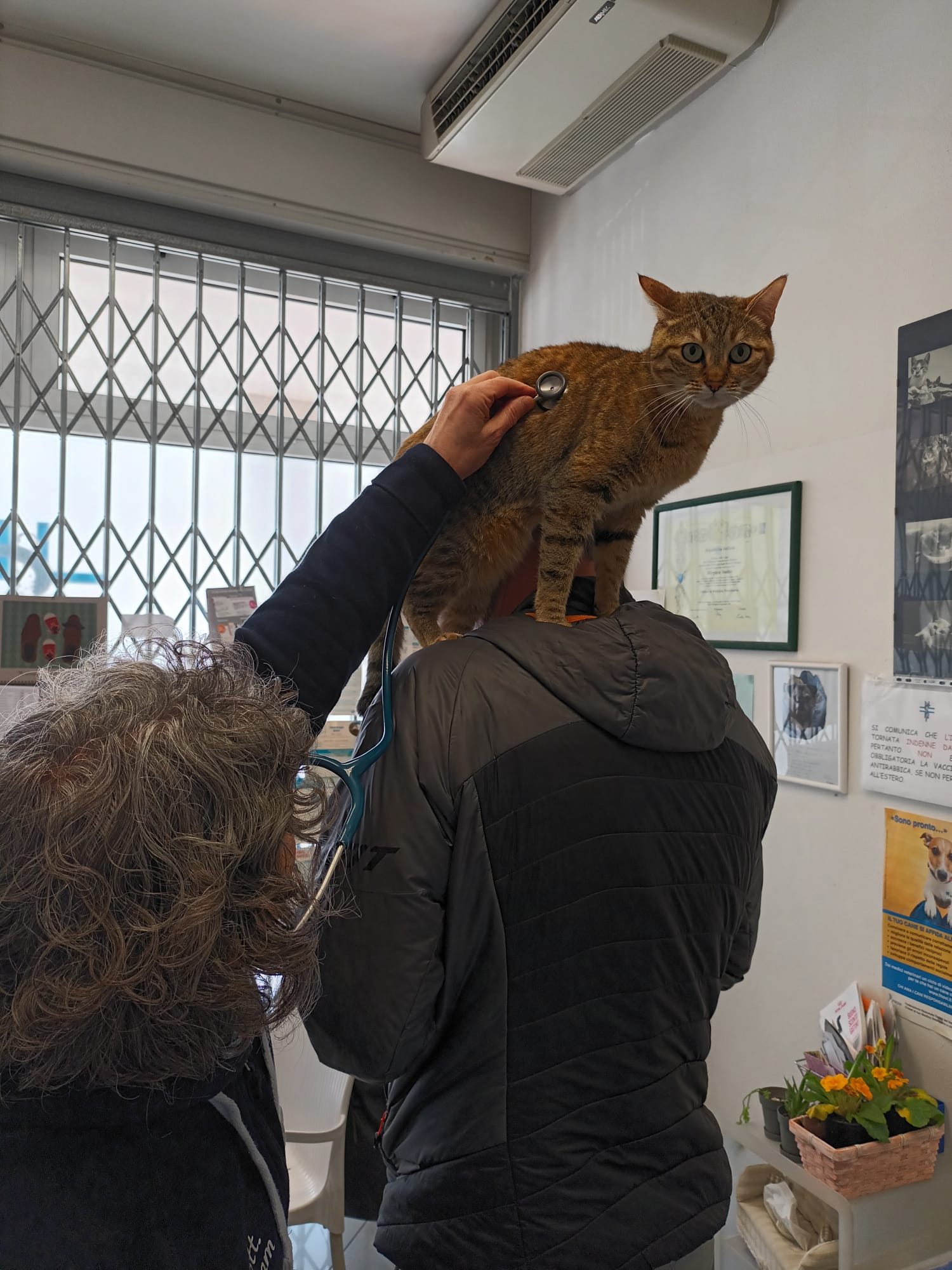 gatto sulle spalle
