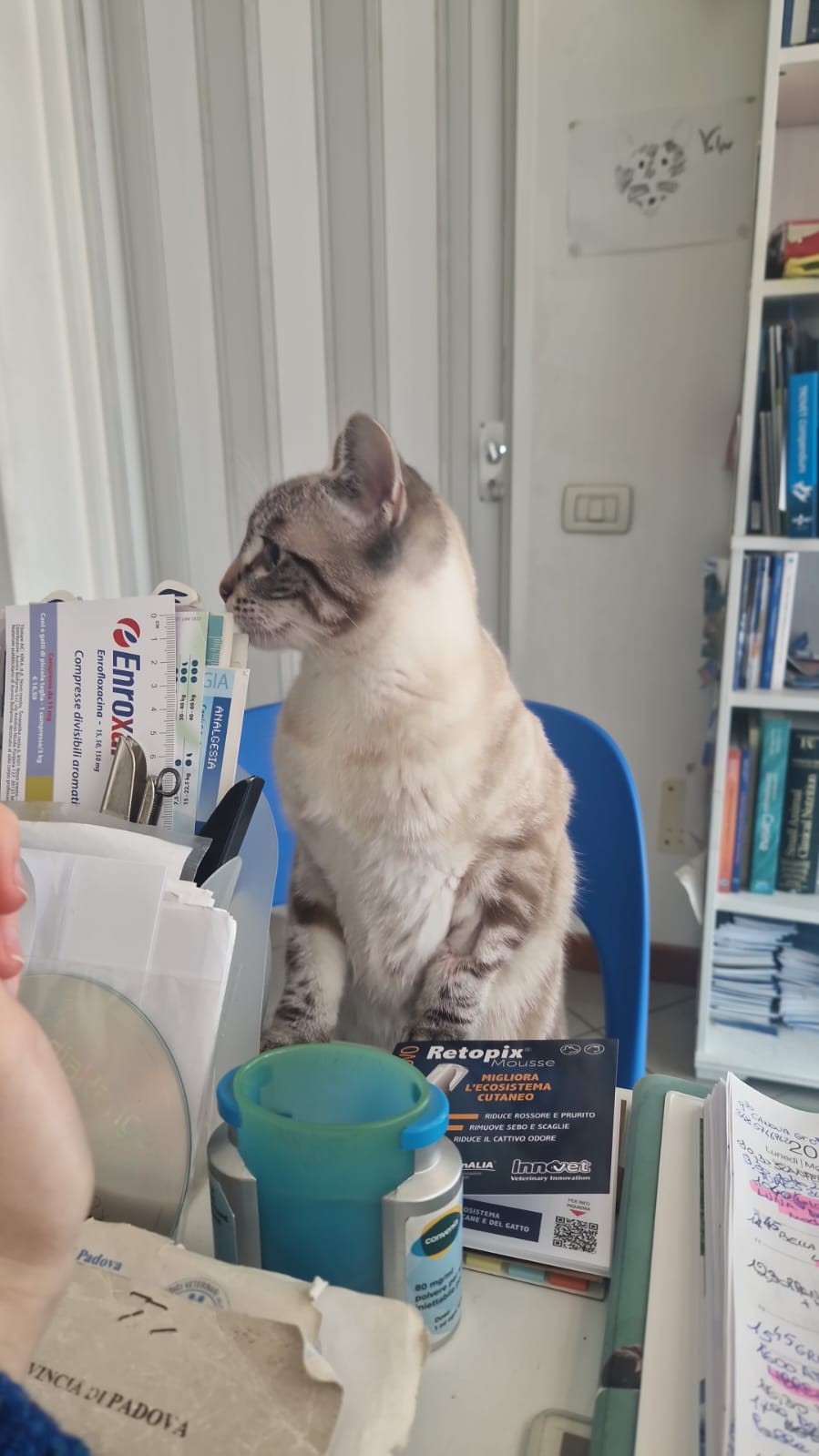 Gatto sulla sedia