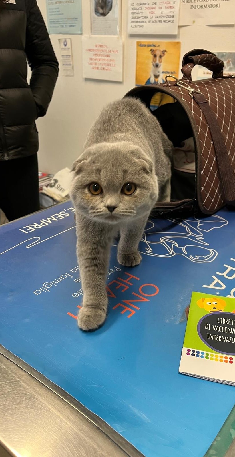 Gatto in visita
